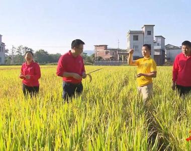“水稻旱作”在永州试验成功 平均亩产可望超400公斤