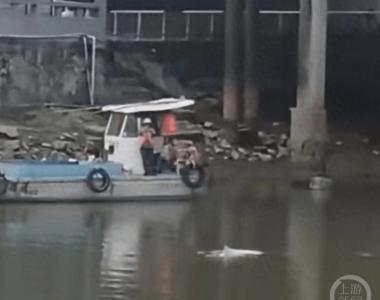 中华白海豚误入广州一河道，渔政部门：正追踪