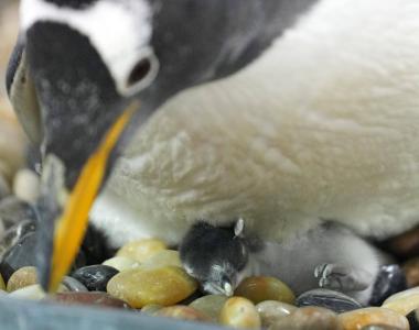 （社会）冰城今年首只企鹅宝宝诞生