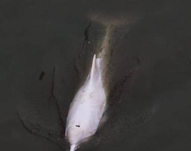 白海豚之悲：内河迷失再现，“我们的救援比上次更好了吗？”