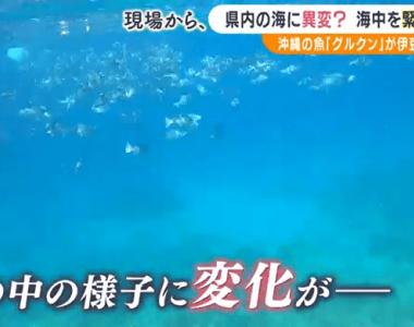 日本静冈海域出现异常变化：海水升温 冬季捕获夏季常见鱼