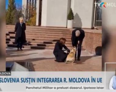 外媒：在总统官邸，摩尔多瓦总统的爱犬把到访奥地利总统的手咬伤了