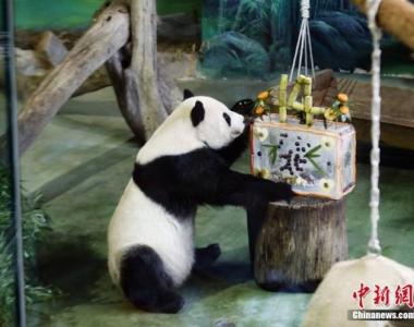 台北市动物园：大熊猫“团团”标本已制作完成 离世周年将邀粉丝缅怀