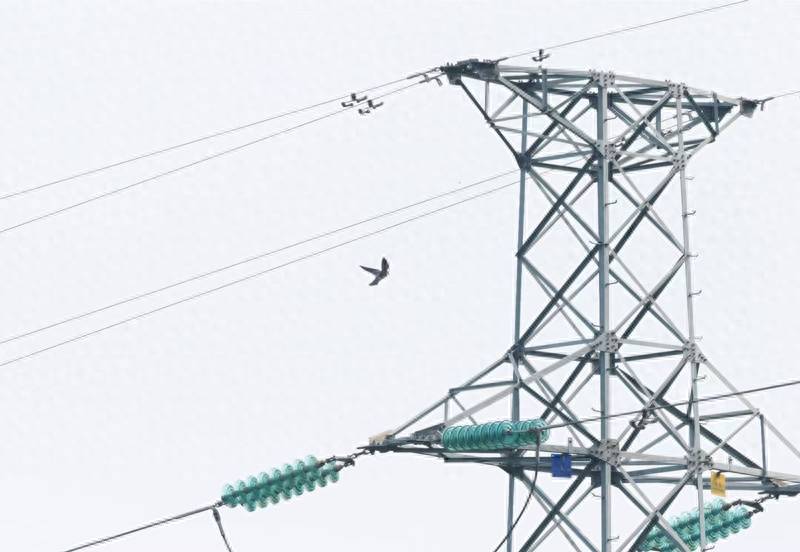 电力设施与自然和谐相处 杭州高压铁塔成珍稀鸟类“新家”