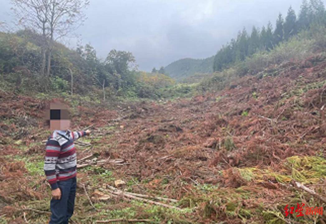 村民砍伐自家514株林木涉嫌滥伐林木罪被刑拘，警方：自有林木也不可任性采伐