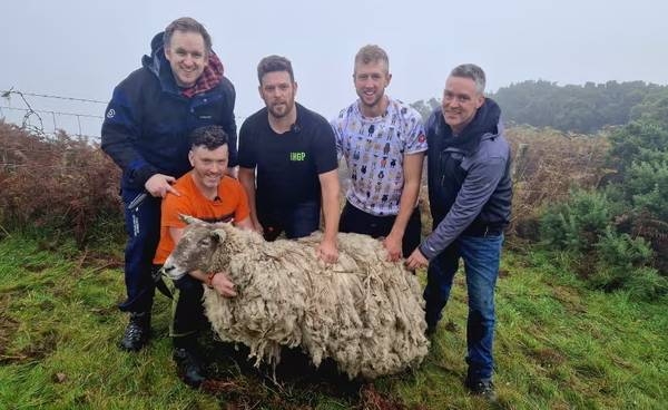 英媒：被困悬崖两年无法脱身，“最孤独绵羊”终获救
