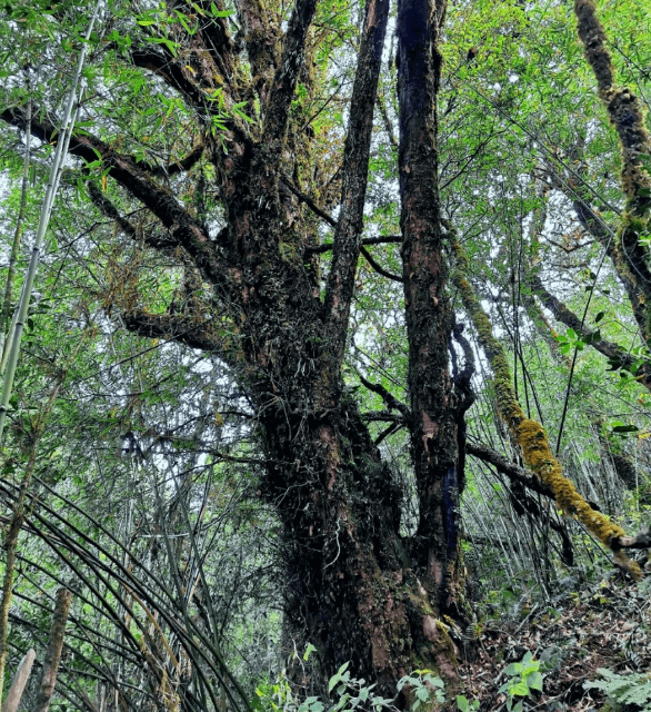 树龄或超1000年！云南发现一株野生喜马拉雅红豆杉