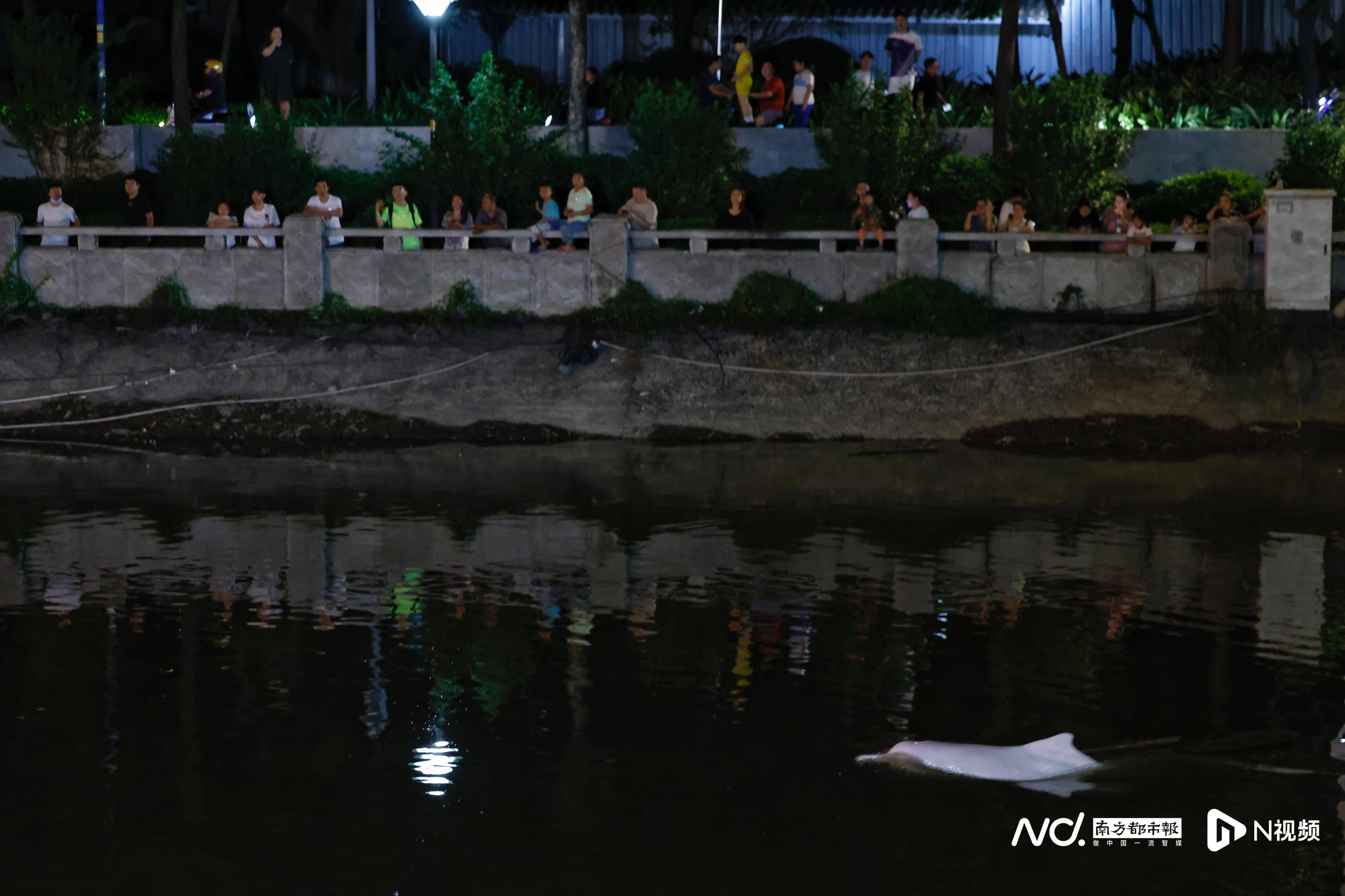 最新进展！白海豚已暂时游出珠江增埗河水域，救助团队正跟进