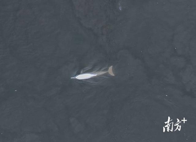 中华白海豚游入广州珠江水域，这3天2夜，TA经历了什么？