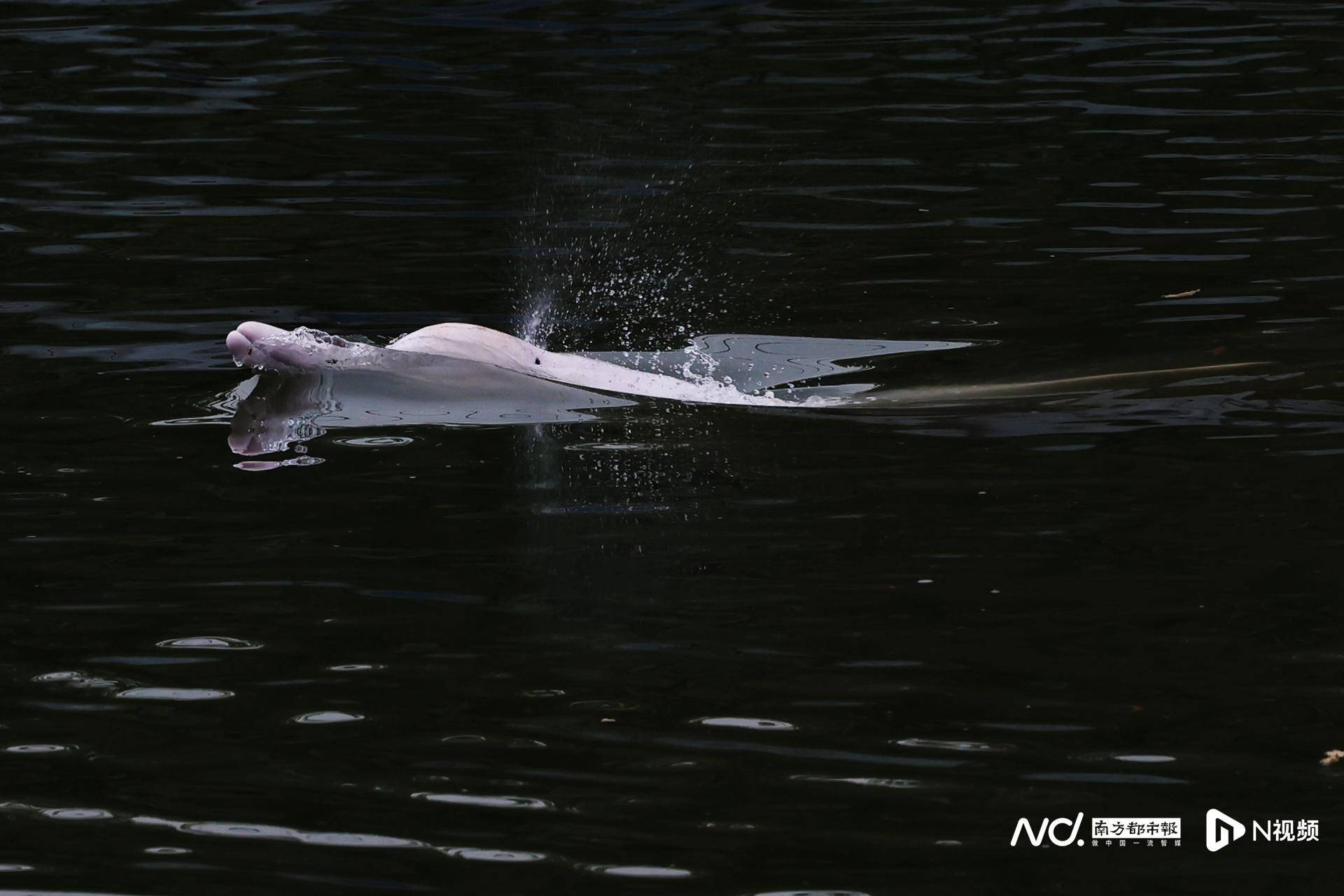 珠江内河白海豚消息更新，专家：如实施捕捞救助增埗河最理想