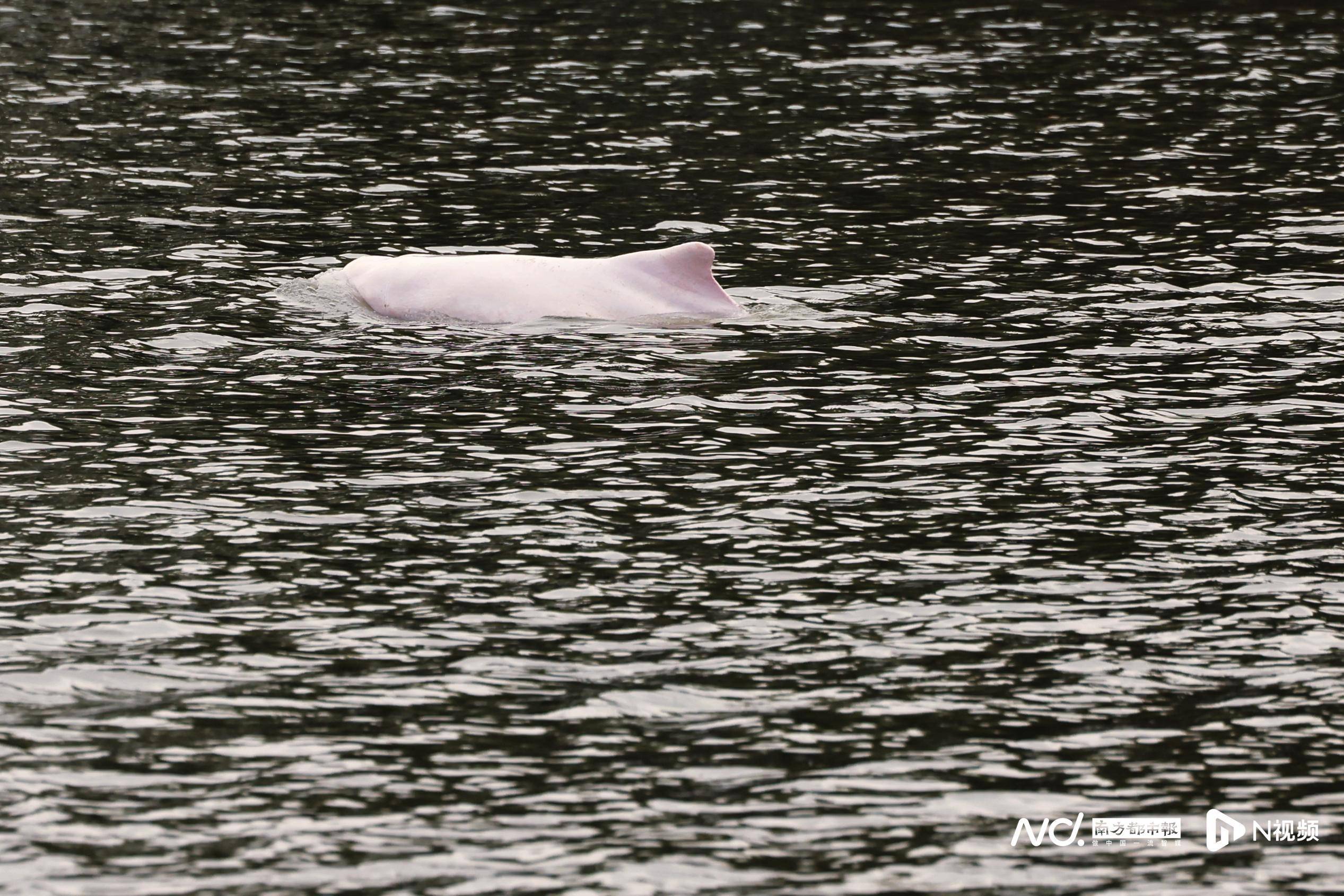 珠江内河白海豚消息更新，专家：如实施捕捞救助增埗河最理想
