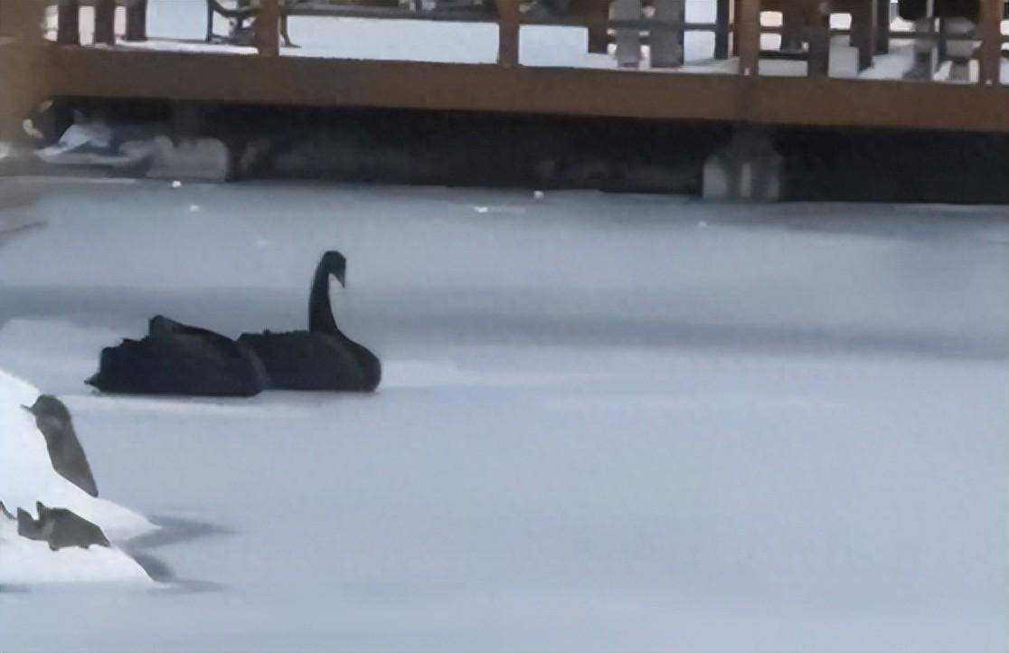 哈师大黑天鹅已被冻湖上两天 网友：每年都会被冻住，已经习惯了