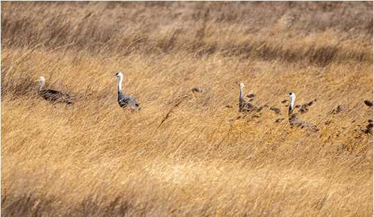 科尔沁国家级自然保护区迎来秋季候鸟迁徙高峰