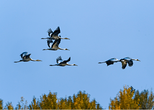科尔沁国家级自然保护区迎来秋季候鸟迁徙高峰