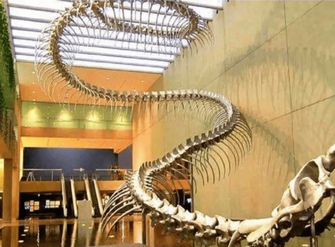 5800万年前，地球曾发了一次“高烧”，孕育了史上最大的蛇