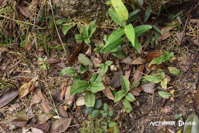 野外调查新发现！广东中山再添4种野生兰科植物