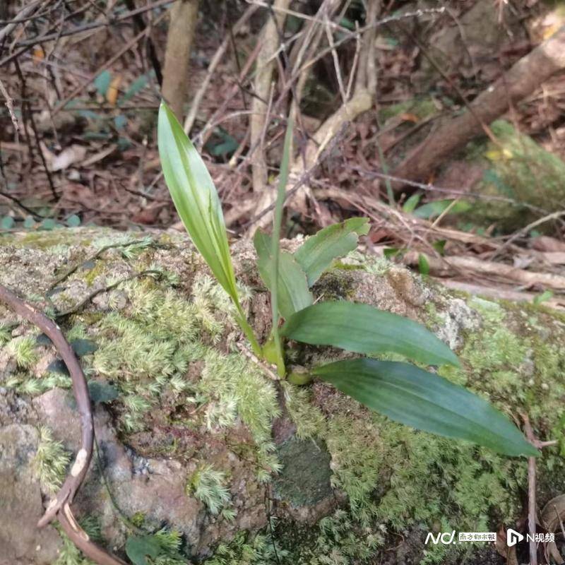 野外调查新发现！广东中山再添4种野生兰科植物