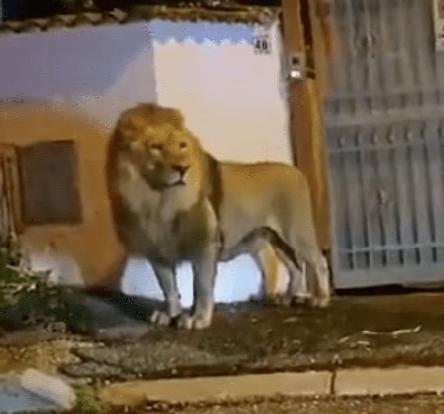 意大利街头出现狮子，市民被吓到不敢动！马戏团团长：它很乖，从不咬人