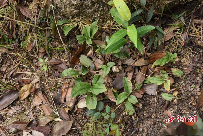 广东中山新记录4种野生兰科植物