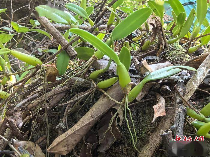 广东中山新记录4种野生兰科植物