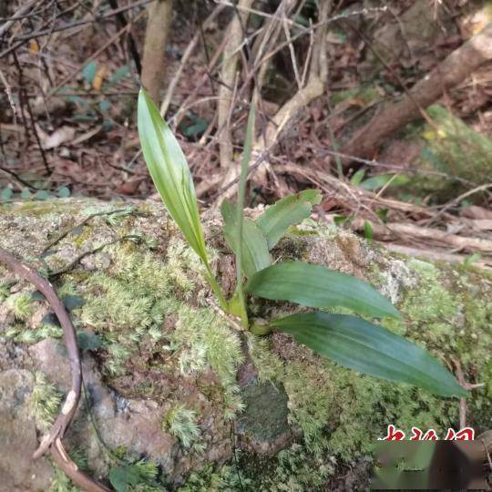 广东中山新记录4种野生兰科植物