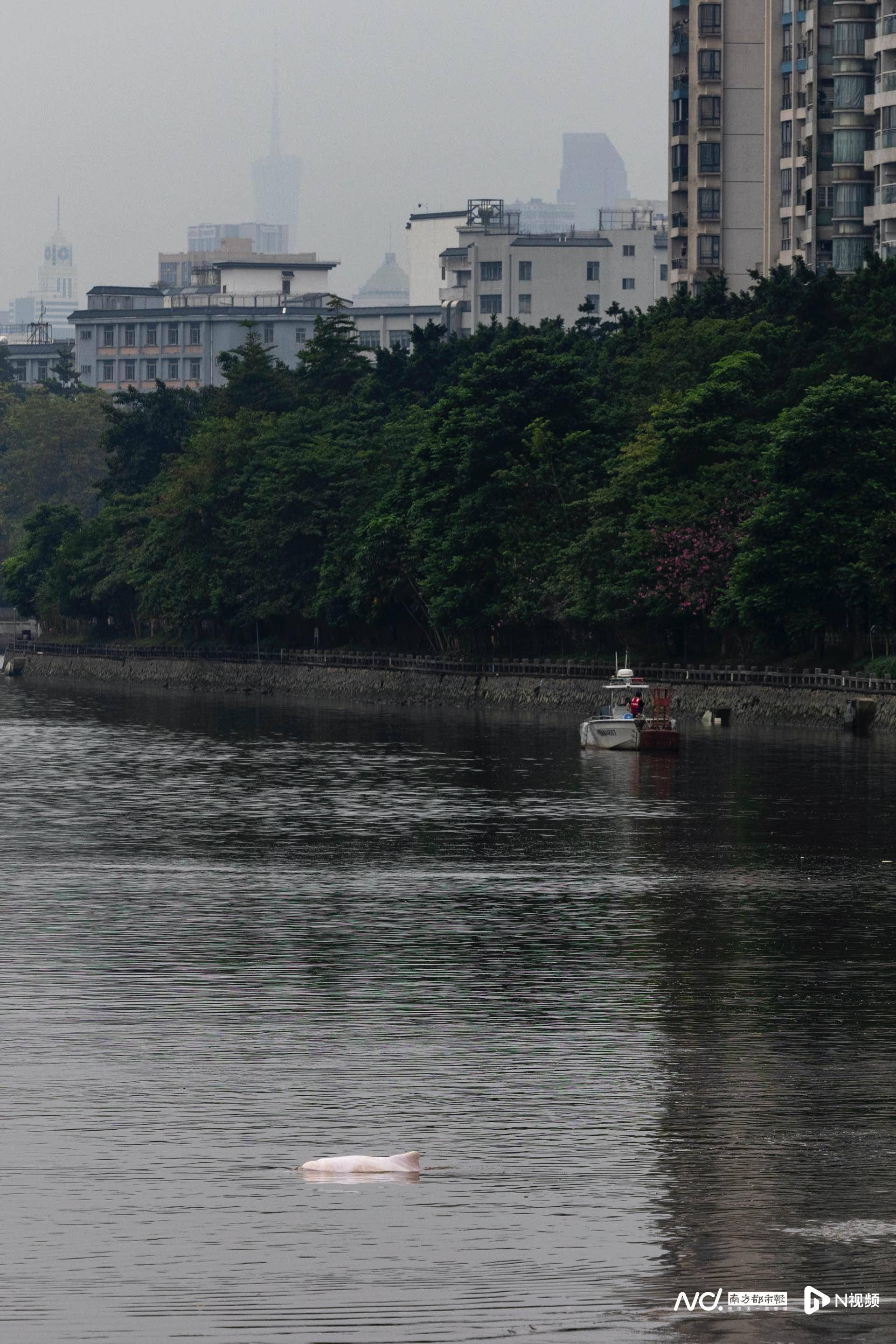 白海豚之悲：内河迷失再现，“我们的救援比上次更好了吗？”