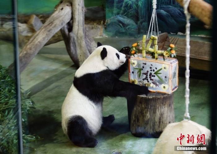 台北市动物园：大熊猫“团团”标本已制作完成 离世周年将邀粉丝缅怀