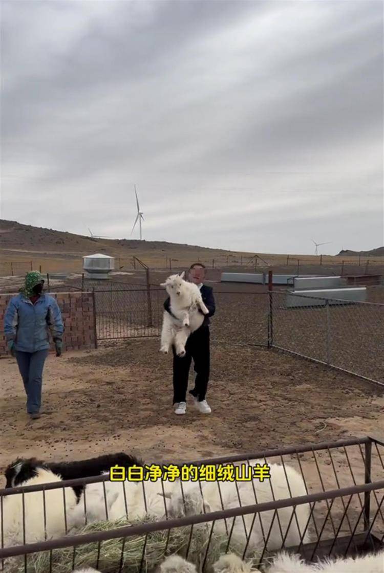 互换界“天花板”！内蒙古女子和山东网友交换特产，驱车1700公里送去一只小羊