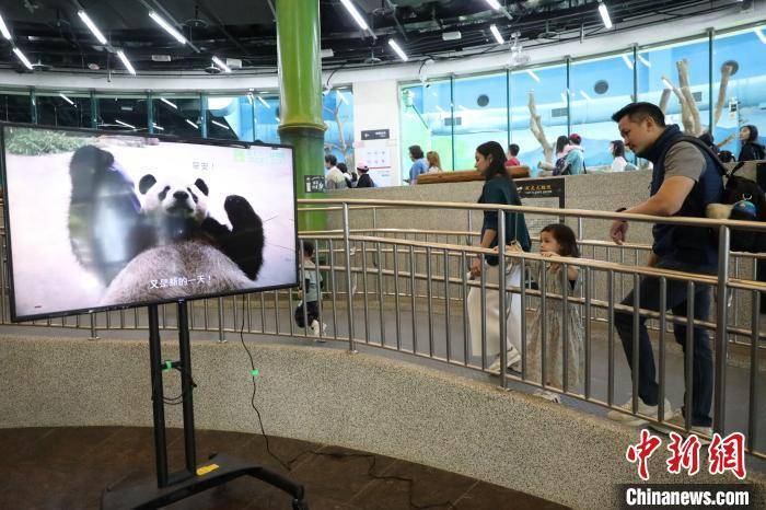 大陆赠台大熊猫“团团”离世一周年 台湾民众缅怀
